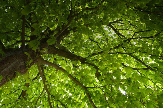 Green Friday 2022: wij planten 25 bomen!