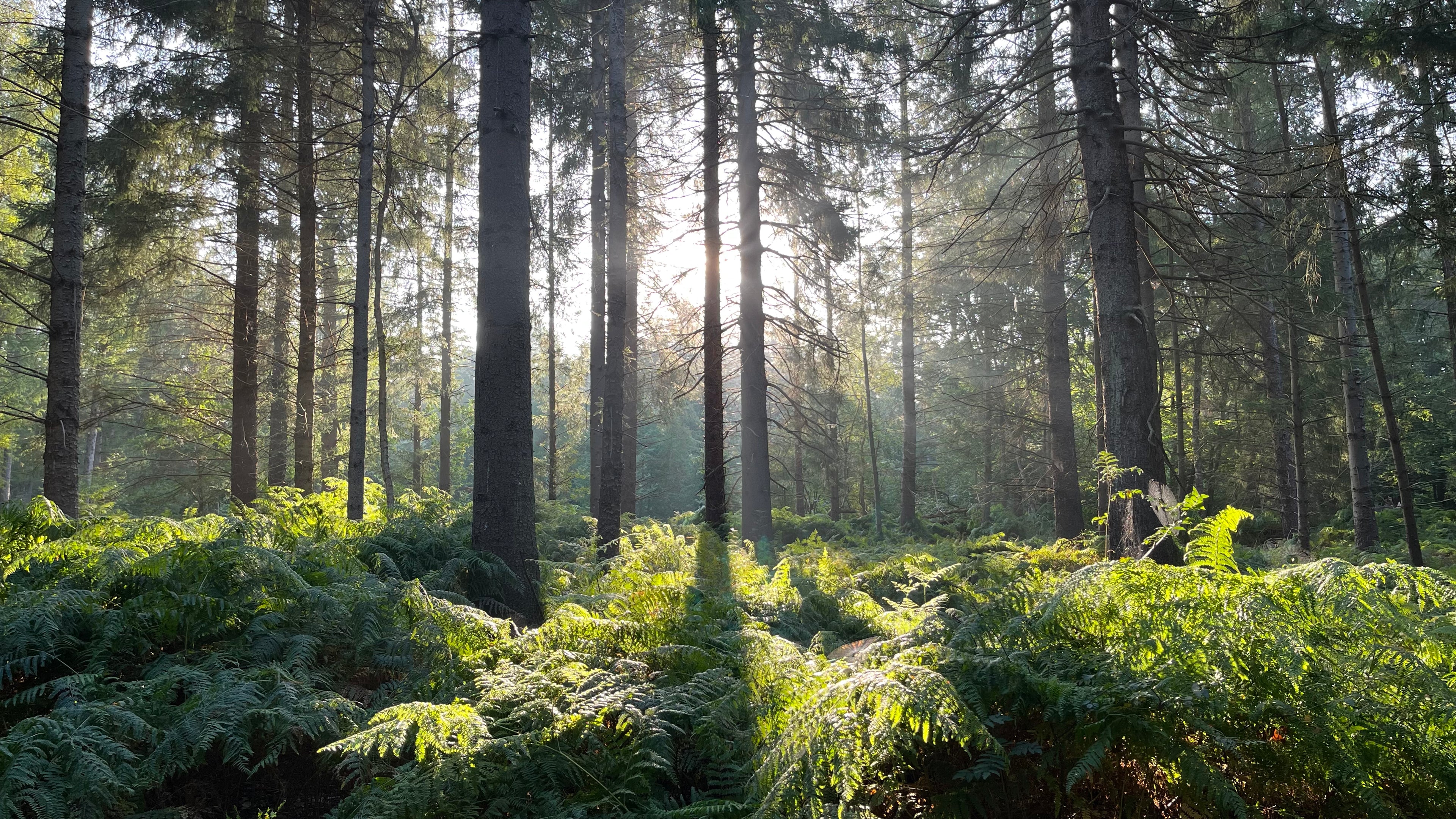 25 bomen voor Earth Day 2024